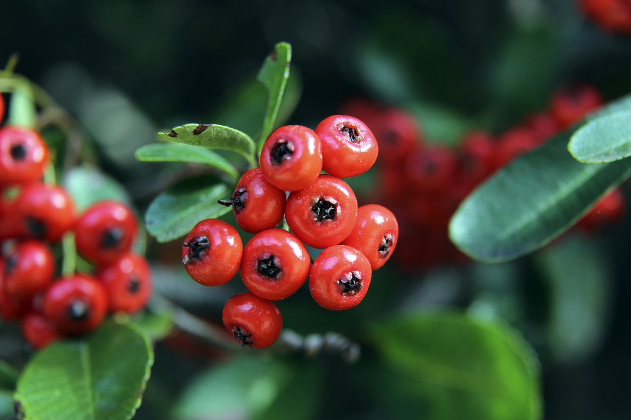 是紅軍的兩 是紅軍的兩